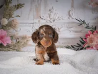 AKC-Pumpkin, a female Miniature Dachshund for sale in Millersburg, OH – 4 of 7
