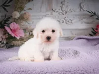 AKC-Ringo, a male Bichon Frise for sale in Millersburg, OH – 5 of 6