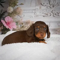 AKC-Bubba, a male Miniature Dachshund for sale in Millersburg, OH – 3 of 6