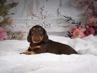 AKC-Jordan, a male Miniature Dachshund for sale in Millersburg, OH – 5 of 8