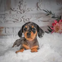 AKC-Haley, a female Miniature Dachshund for sale in Millersburg, OH – 6 of 8
