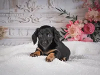 AKC-Mary, a female Miniature Dachshund for sale in Millersburg, OH – 4 of 8