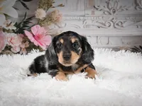 AKC-Rolo, a male Miniature Dachshund for sale in Millersburg, OH – 3 of 8