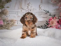 AKC-Precious, a female Miniature Dachshund for sale in Millersburg, OH – 4 of 8