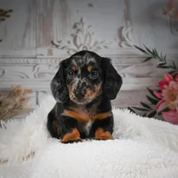 AKC-Bingo, a male Miniature Dachshund for sale in Millersburg, OH – Photo 3 of 10