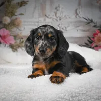 AKC-Bingo, a male Miniature Dachshund for sale in Millersburg, OH – Photo 7 of 10