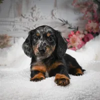 AKC-Bingo, a male Miniature Dachshund for sale in Millersburg, OH – Photo 6 of 10