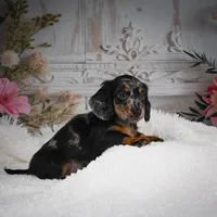 AKC-Bingo, a male Miniature Dachshund for sale in Millersburg, OH – Photo 9 of 10