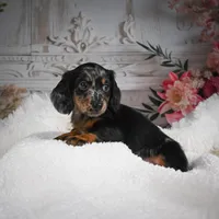 AKC-Bingo, a male Miniature Dachshund for sale in Millersburg, OH – Photo 10 of 10