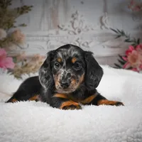 AKC-Bingo, a male Miniature Dachshund for sale in Millersburg, OH – Photo 5 of 10