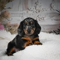 AKC-Bingo, a male Miniature Dachshund for sale in Millersburg, OH – Photo 2 of 10
