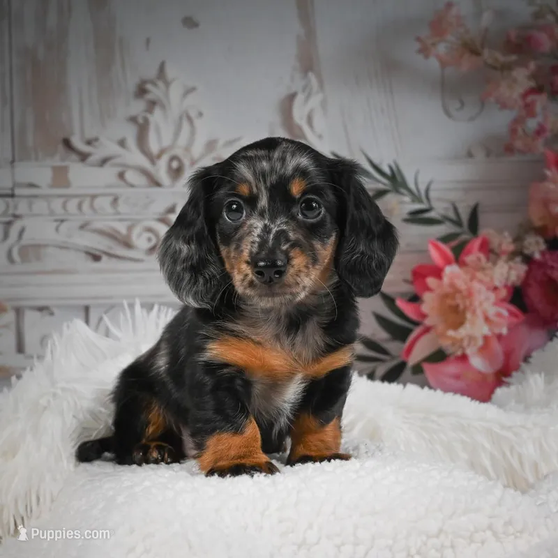 AKC-Bingo – Miniature Dachshund puppy for sale in Millersburg, OH
