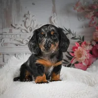 AKC-Bingo, a male Miniature Dachshund for sale in Millersburg, OH – Photo 1 of 10