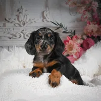 AKC-Bingo, a male Miniature Dachshund for sale in Millersburg, OH – Photo 4 of 10