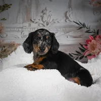 AKC-Bingo, a male Miniature Dachshund for sale in Millersburg, OH – Photo 8 of 10