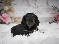 AKC-Amber, a female Miniature Dachshund for sale in Millersburg, OH – 3 of 5