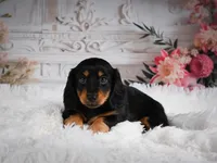 AKC-Alice, a female Miniature Dachshund for sale in Millersburg, OH – 2 of 6