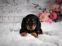 AKC-Alice, a female Miniature Dachshund for sale in Millersburg, OH – 5 of 6