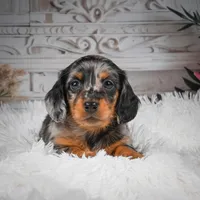 AKC-Hero, a male Miniature Dachshund for sale in Millersburg, OH – 3 of 8