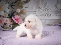 AKC-Ringo, a male Bichon Frise for sale in Millersburg, OH – 6 of 6