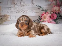 AKC-Precious, a female Miniature Dachshund for sale in Millersburg, OH – 7 of 8