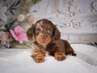 AKC-Pumpkin, a female Miniature Dachshund for sale in Millersburg, OH – 7 of 7