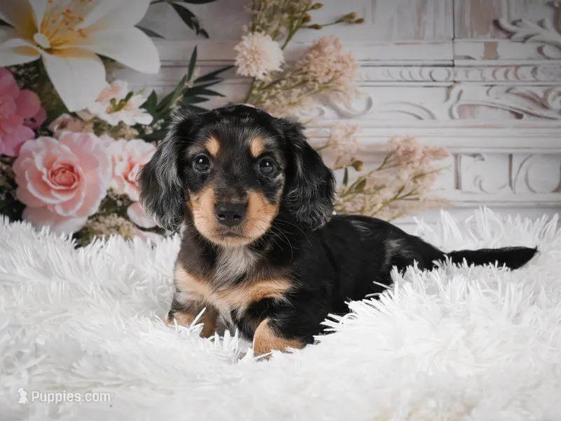 AKC-Rolo – Miniature Dachshund puppy for sale in Millersburg, OH