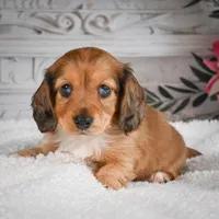 AKC-Brodie, a male Miniature Dachshund for sale in Millersburg, OH – 3 of 7