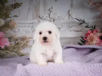 AKC-Ricky, a male Bichon Frise for sale in Millersburg, OH – 3 of 6
