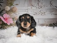 AKC-Rolo, a male Miniature Dachshund for sale in Millersburg, OH – 7 of 8