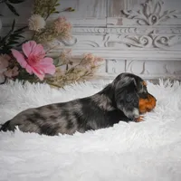 AKC-Hershey, a male Miniature Dachshund for sale in Millersburg, OH – 8 of 8