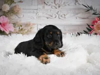 AKC-Amber, a female Miniature Dachshund for sale in Millersburg, OH – 4 of 5