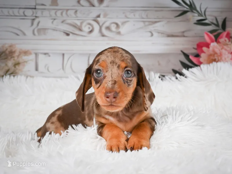 AKC-Charlotte – Miniature Dachshund puppy for sale in Millersburg, OH