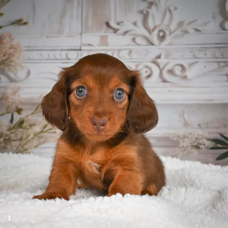 AKC-Drake – Miniature Dachshund puppy for sale in Millersburg, OH
