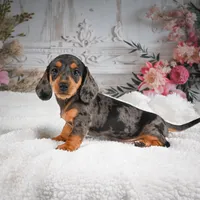 AKC-Gina, a female Miniature Dachshund for sale in Millersburg, OH – 1 of 7