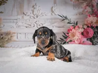 AKC-Marco, a male Miniature Dachshund for sale in Millersburg, OH – 4 of 8