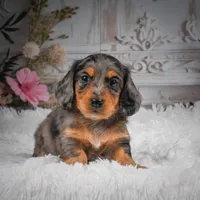 AKC-Hudson, a male Miniature Dachshund for sale in Millersburg, OH – 5 of 8