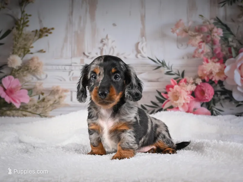 Leo – Miniature Dachshund puppy for sale in Millersburg, OH