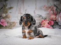 Leo, a male Miniature Dachshund for sale in Millersburg, OH – 1 of 8