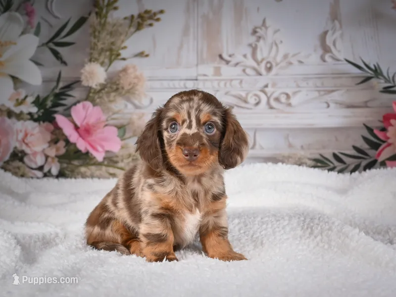 AKC-Precious – Miniature Dachshund puppy for sale in Millersburg, OH