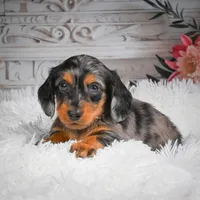 AKC-Hershey, a male Miniature Dachshund for sale in Millersburg, OH – 4 of 8