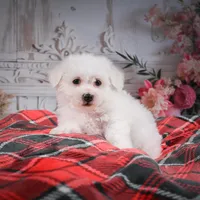 AKC-Riley, a male Bichon Frise for sale in Millersburg, OH – Photo 2 of 7