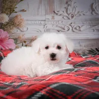 AKC-Riley, a male Bichon Frise for sale in Millersburg, OH – Photo 5 of 7