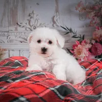 AKC-Riley, a male Bichon Frise for sale in Millersburg, OH – Photo 4 of 7