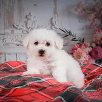 AKC-Riley, a male Bichon Frise for sale in Millersburg, OH – Photo 3 of 7