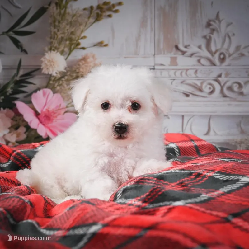 AKC-Riley – Bichon Frise puppy for sale in Millersburg, OH