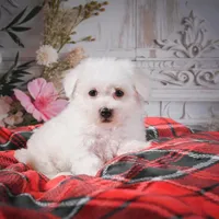 AKC-Riley, a male Bichon Frise for sale in Millersburg, OH – Photo 1 of 7