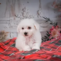 AKC-Riley, a male Bichon Frise for sale in Millersburg, OH – Photo 6 of 7