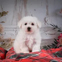 AKC-Riley, a male Bichon Frise for sale in Millersburg, OH – Photo 7 of 7