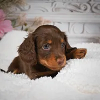 AKC-Bubba, a male Miniature Dachshund for sale in Millersburg, OH – 6 of 6